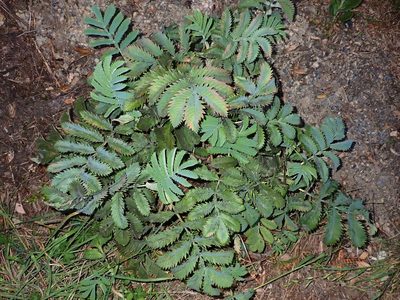 Melianthus major, photographed by Saryu Mae 前 朝琉