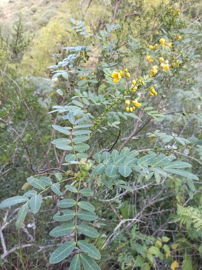 Senna subulata, photographed by Gonzalo Martinez