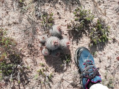 Parodia scopa, photographed by Agustina Medina