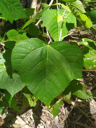 Macaranga involucrata, photographed by Steve Fitzgerald