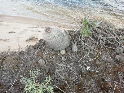 Parodia scopa, photographed by Agustina Medina