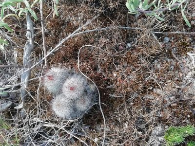 Parodia scopa, photographed by Agustina Medina