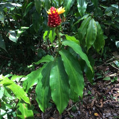 Costus montanus, photographed by Steven J. Baskauf