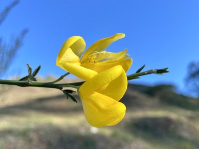 Cytisus striatus, photographed by Dutza K.