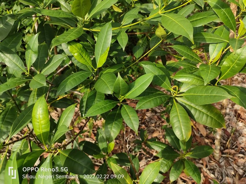 Cyrtophyllum fragrans, photographed by Ong Jyh Seng