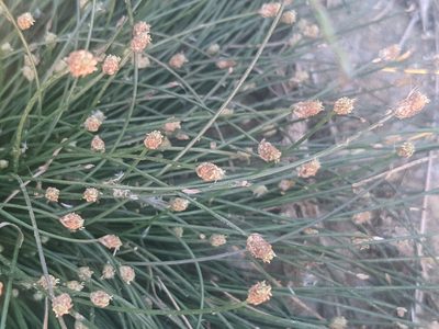 Eleocharis geniculata, photographed by Zoltán Stekkelpak