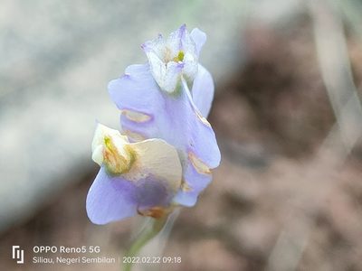 Burmannia coelestis