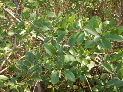 Ilex coriacea, photographed by Ryan Watson