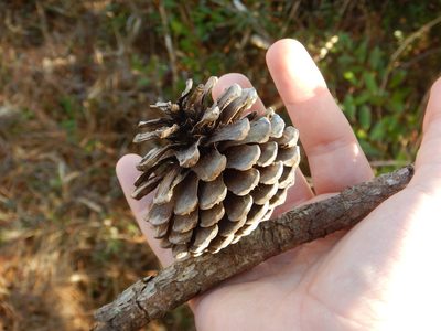 Pinus serotina, photographed by Ryan Watson