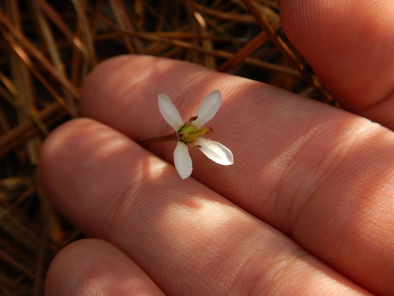 Bartonia verna, photographed by Ryan Watson