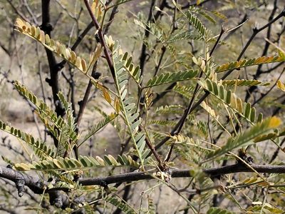 Neltuma velutina, photographed by Craig Martin