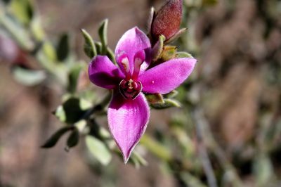 Krameria lappacea, photographed by Manuel Roncal