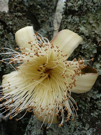 Pseudobombax cajamarcanus, photographed by Manuel Roncal
