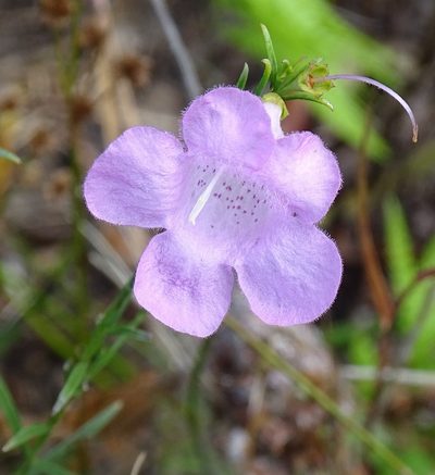 Agalinis linifolia, photographed by Stan Shebs