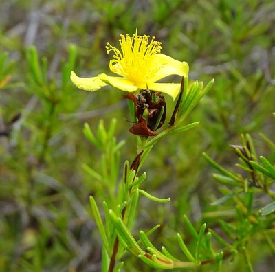 Hypericum fasciculatum, photographed by Stan Shebs