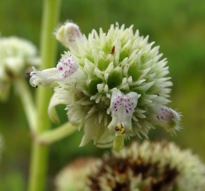 Hyptis alata, photographed by Stan Shebs