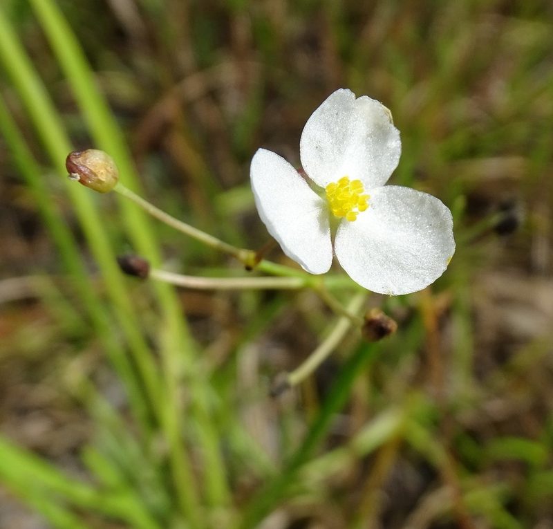 Sagittaria graminea, photographed by Stan Shebs