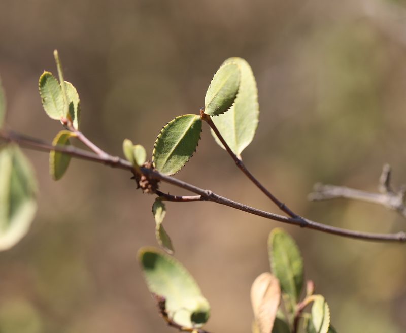 Colliguaja odorifera, photographed by Steven Bodzin