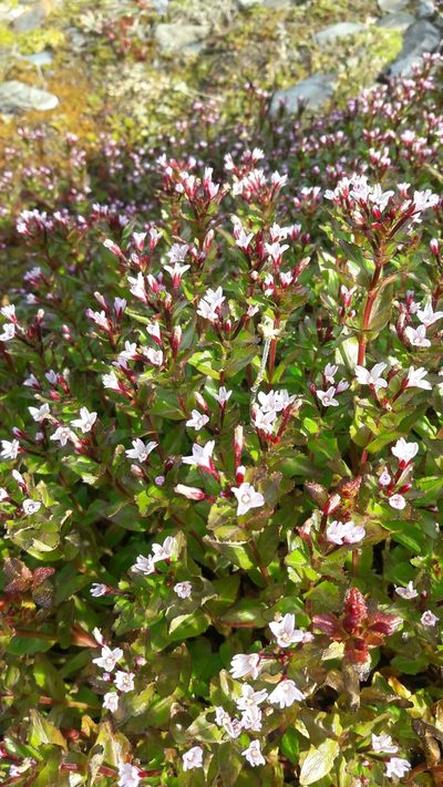 Epilobium australe, photographed by Federico Muñoz