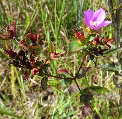 Rhexia petiolata, photographed by Stan Shebs