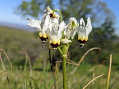 Primula clevelandii, photographed by Ken-ichi Ueda