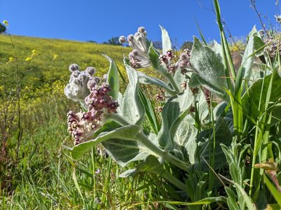 Asclepias californica, photographed by Ken-ichi Ueda