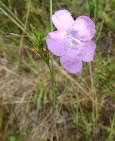 Agalinis linifolia, photographed by Stan Shebs
