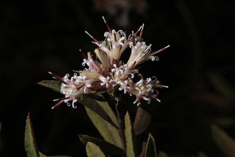 Proustia cuneifolia, photographed by Steven Bodzin