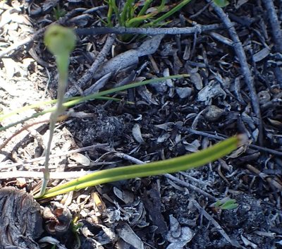 Campynema lineare, photographed by corunastylis