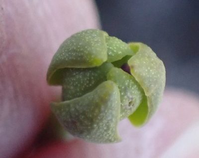 Campynema lineare, photographed by corunastylis