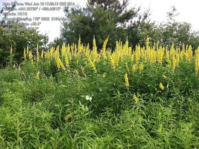 Thermopsis villosa, photographed by Bonnie Isaac