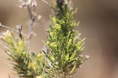Baccharis linearis, photographed by Steven Bodzin