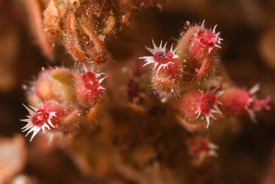 Euphorbia setiloba