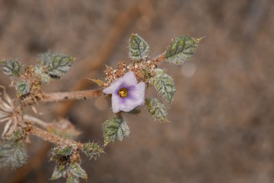 Tiquilia palmeri
