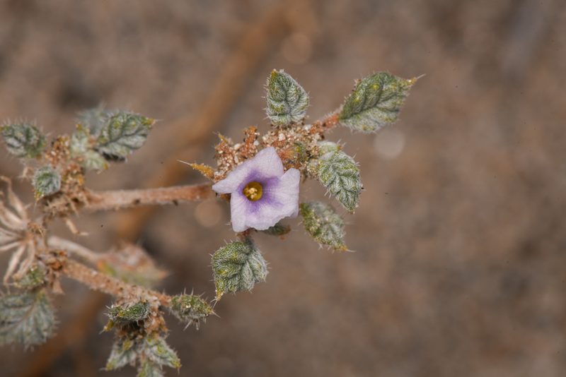 Tiquilia palmeri, photographed by Trevor Van Loon