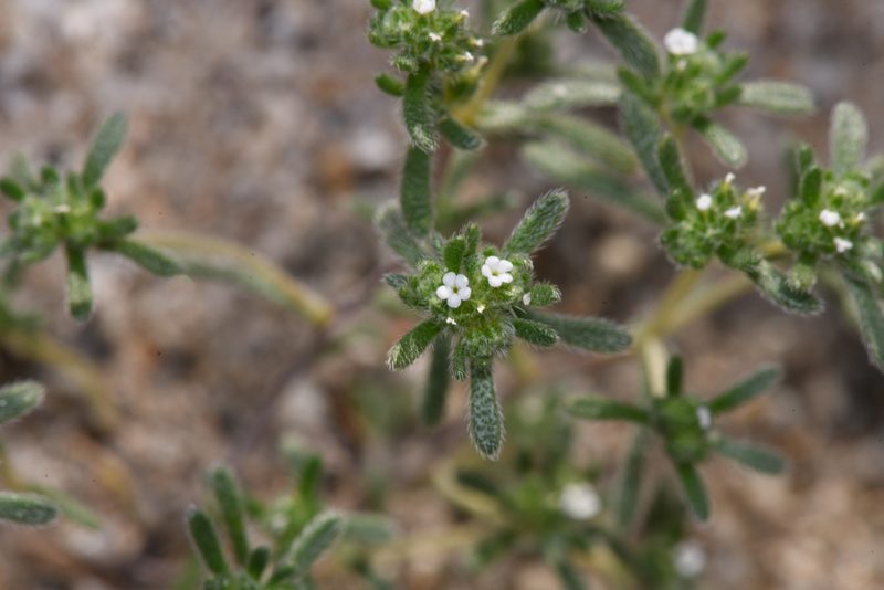 Eremocarya micrantha, photographed by Trevor Van Loon