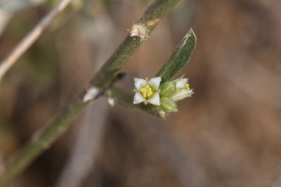 Argythamnia argentea, photographed by Trevor Van Loon