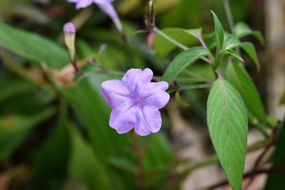 Ruellia breedlovei, photographed by Neptalí Ramírez Marcial