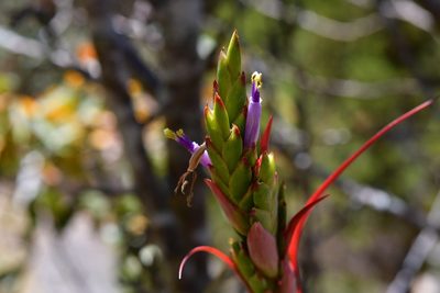 Tillandsia belloensis, photographed by Neptalí Ramírez Marcial