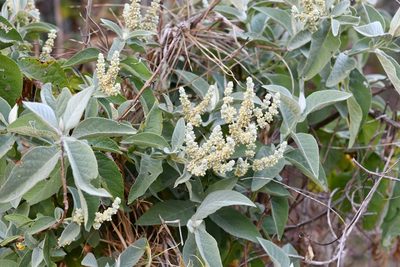 Buddleja crotonoides, photographed by Neptalí Ramírez Marcial
