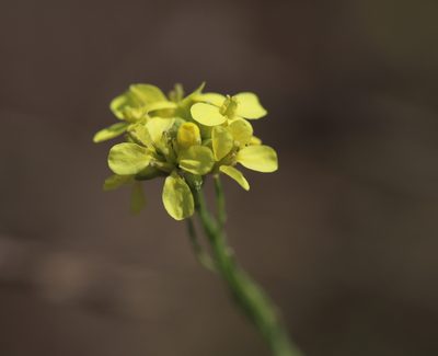 Hirschfeldia incana, photographed by Steven Bodzin