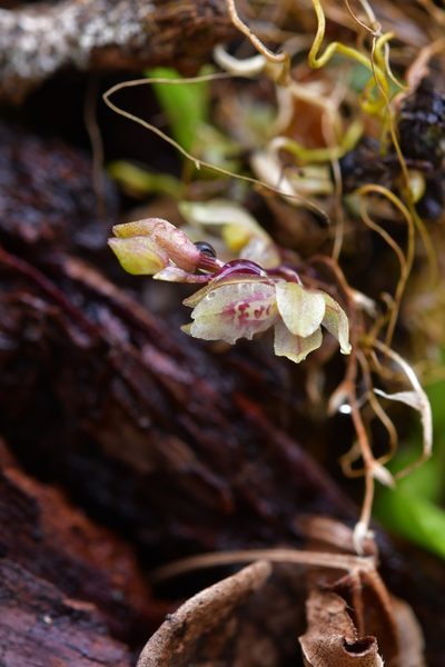 Leochilus oncidioides, photographed by Neptalí Ramírez Marcial