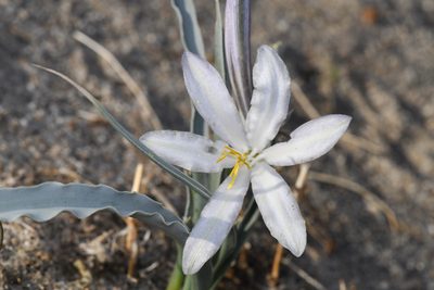 Hesperocallis undulata, photographed by Trevor Van Loon