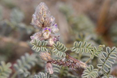 Dalea mollis, photographed by Trevor Van Loon
