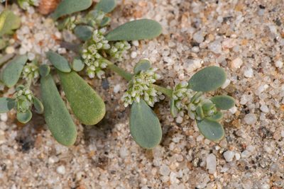 Achyronychia cooperi, photographed by Trevor Van Loon