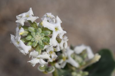 Dithyrea californica