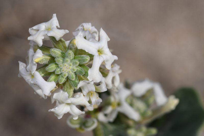 Dithyrea californica, photographed by Trevor Van Loon