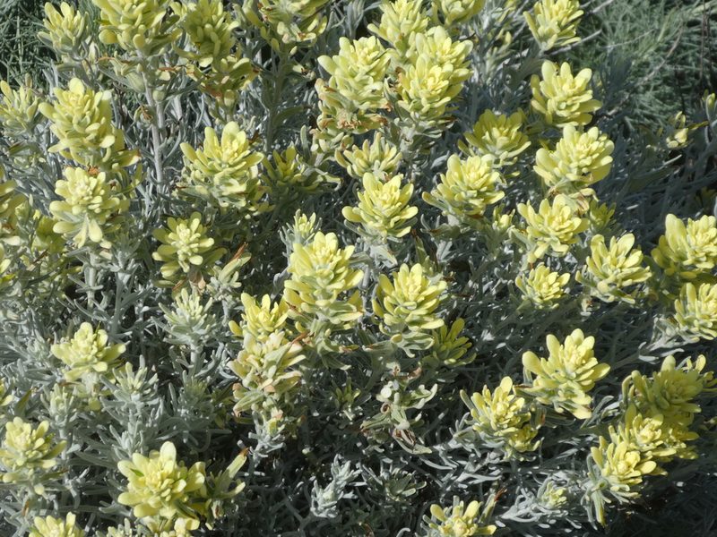 Castilleja hololeuca, photographed by datadan