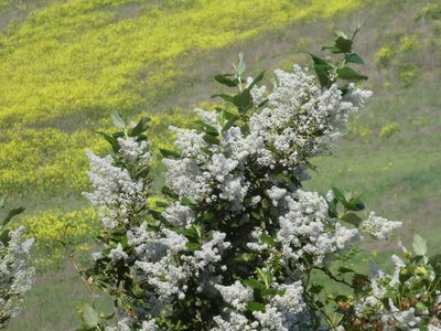 Ceanothus arboreus, photographed by datadan