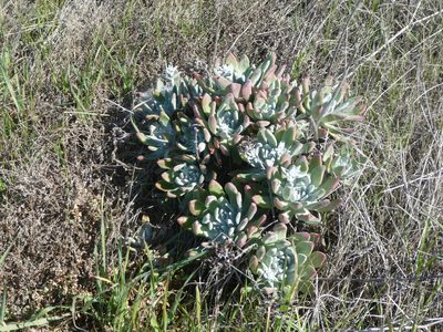 Dudleya greenei, photographed by datadan